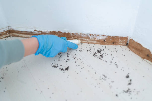 Best Cockroach Control Services  in New Iberia, LA